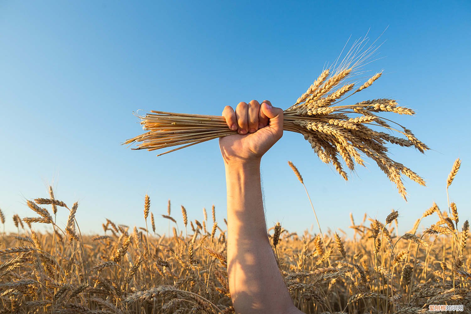 小麦是什么季节种的 小麦是什么