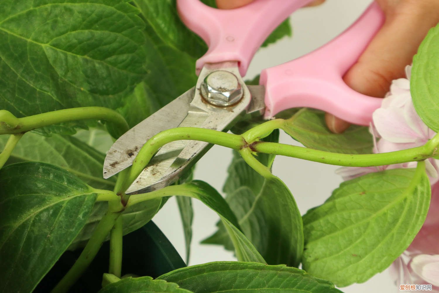 绣球花秋天养护 绣球花秋天怎么养