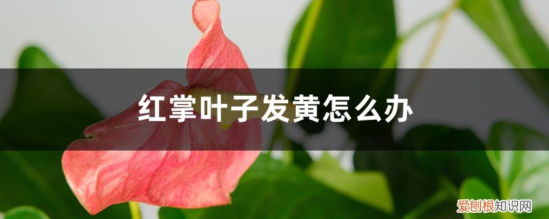 刚买的红掌叶子发黄怎么办 红掌叶子发黄怎么办