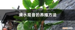 滴水观音的养殖方法与功效 滴水观音的养殖方法