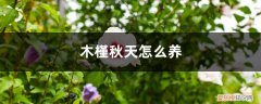 木槿秋天怎么养护和浇水 木槿秋天怎么养