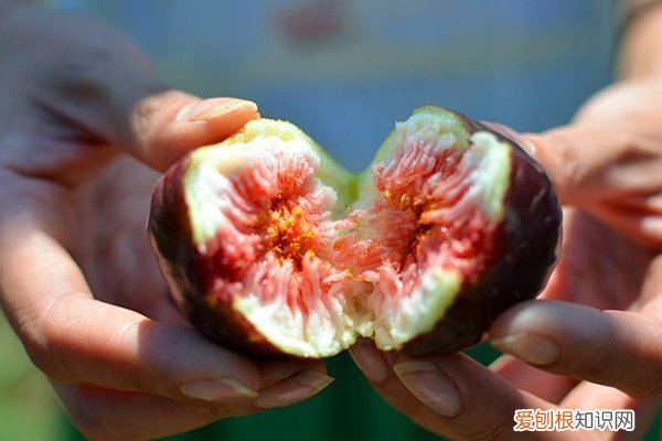 插枝就活的花 1根枝条,插盆里就能活,来年结的果子大又甜!