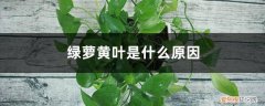 绿萝放室内黄叶原因 绿萝“黄叶”别着急，2、3粒黄豆埋土里，几天就能现生机！