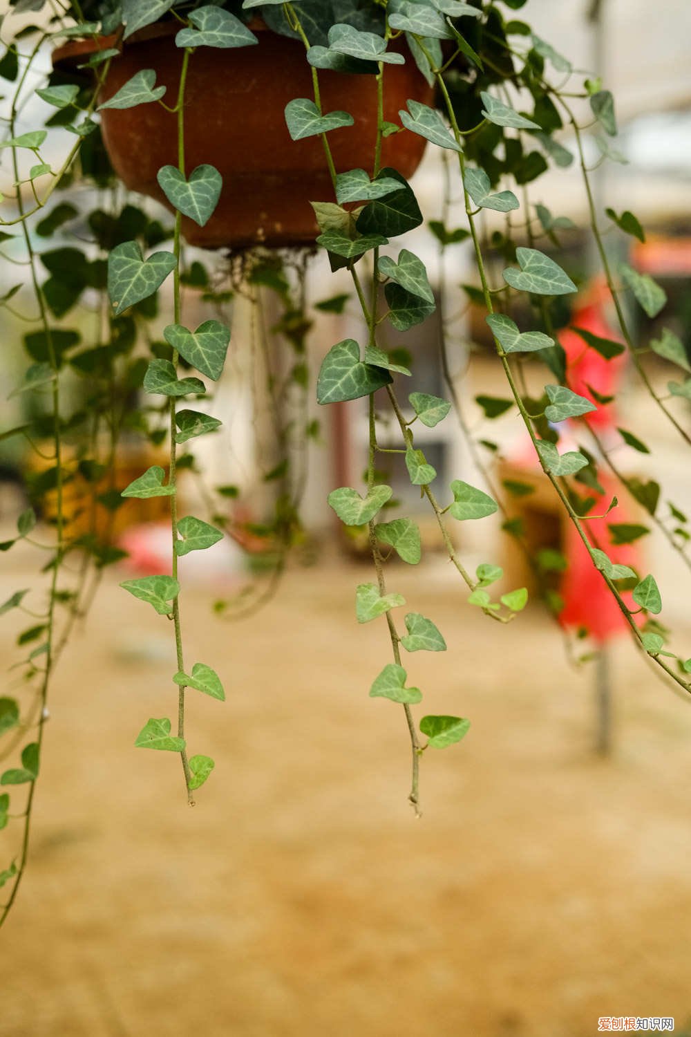 常春藤怎么过冬季 常春藤秋天怎么养