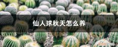 仙人球秋季怎么养 仙人球秋天怎么养