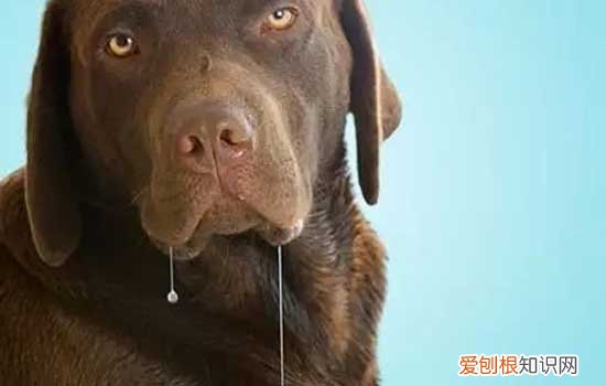 狗狗口水多怎么回事 狗狗口水多的原因