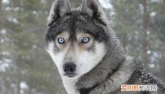 狗狗眼睛变蓝色怎么办 狗狗患上蓝眼病