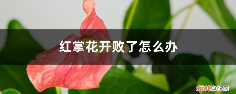 红掌花败了还会再开花吗 红掌花开败了怎么办