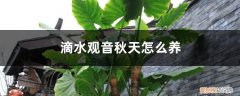 滴水观音适合冬天养吗 滴水观音秋天怎么养