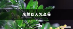 米兰秋天怎么养护和浇水 米兰秋天怎么养