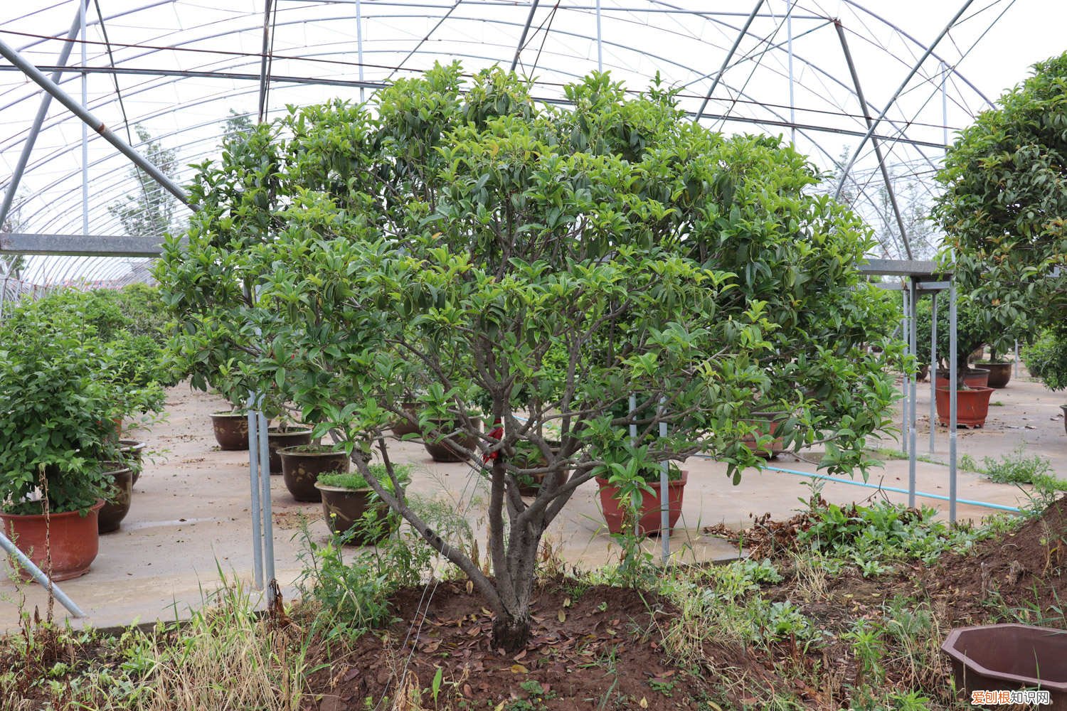 桂花秋天怎么养护和浇水 桂花秋天怎么养