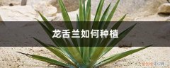 龙舌兰怎样种植 龙舌兰如何种植