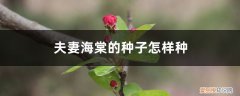 夫妻海棠怎样繁殖 夫妻海棠的种子怎样种