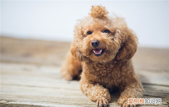 狗吃骨头不消化会有什么症状 狗狗吃骨头不消化症状