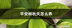 平安树秋冬季怎样浇水 平安树秋天怎么养