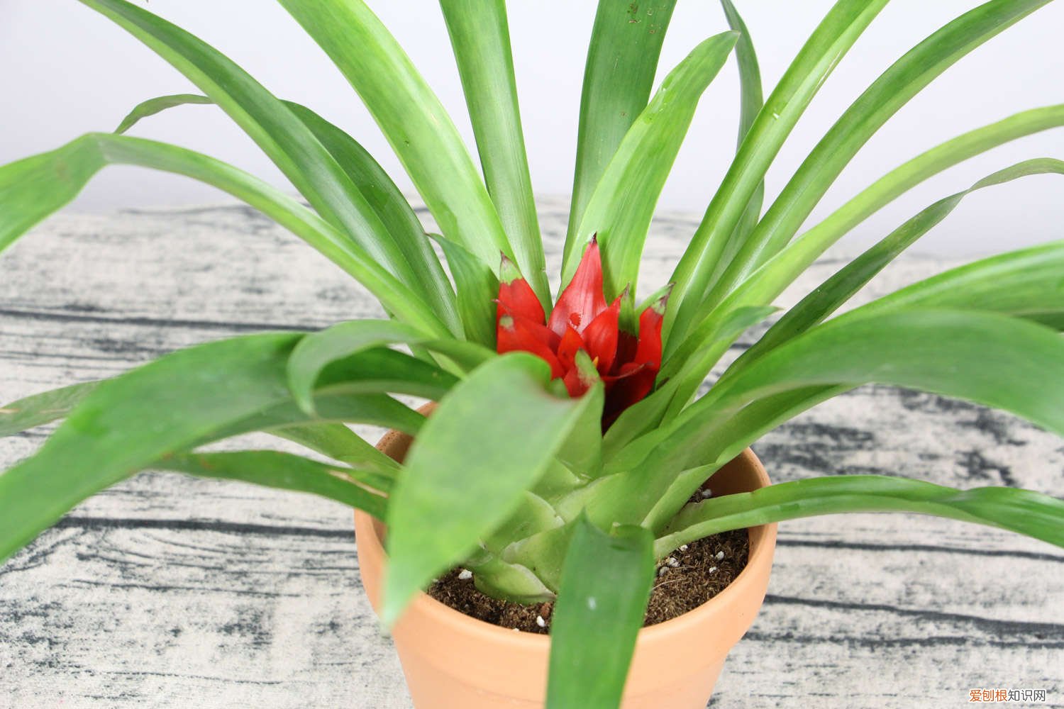 冬季如何养鸿运当头 鸿运当头秋天怎么养