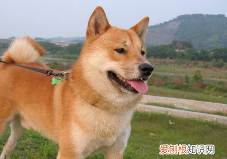 柴犬拉稀怎么办 柴犬拉稀解决办法