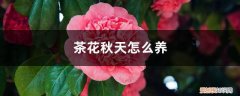 茶花秋天怎么养护和浇水 茶花秋天怎么养