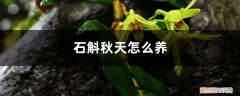 石斛秋季怎么养 石斛秋天怎么养