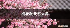 春季梅花怎么养 梅花秋天怎么养