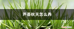 芦荟秋天怎么养护和管理 芦荟秋天怎么养