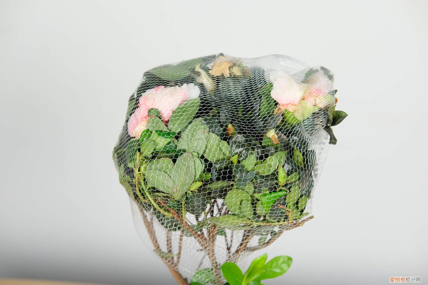 杜鹃秋天养护 杜鹃秋天怎么养