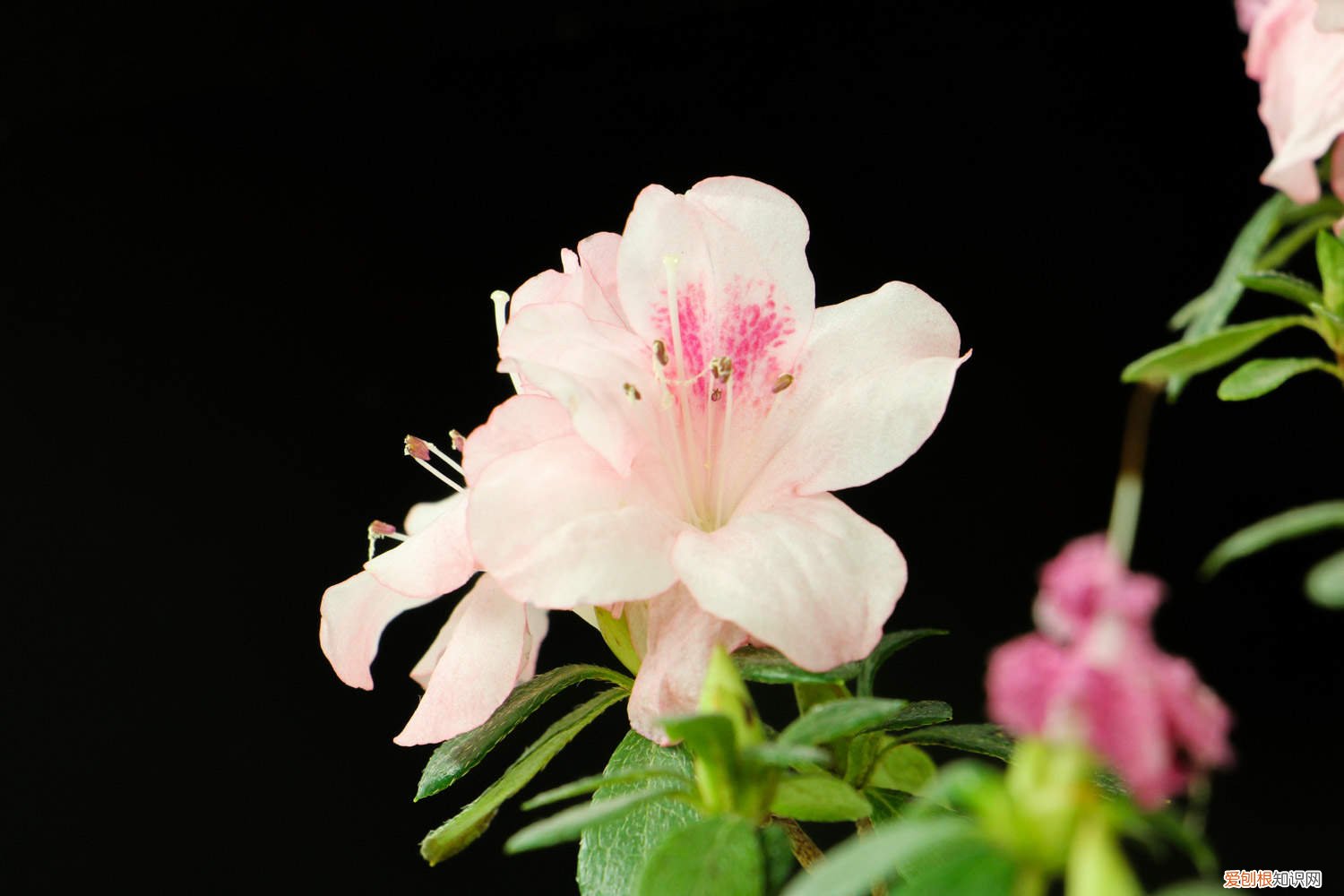 杜鹃秋天养护 杜鹃秋天怎么养