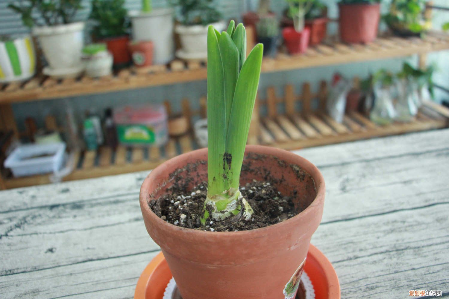 风信子夹箭了下面的花还开吗 我家风信子出现“夹箭”,着急半天,原来是因为它太娇贵?