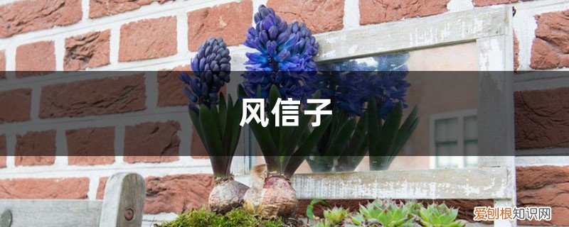 风信子夹箭了下面的花还开吗 我家风信子出现“夹箭”,着急半天,原来是因为它太娇贵?