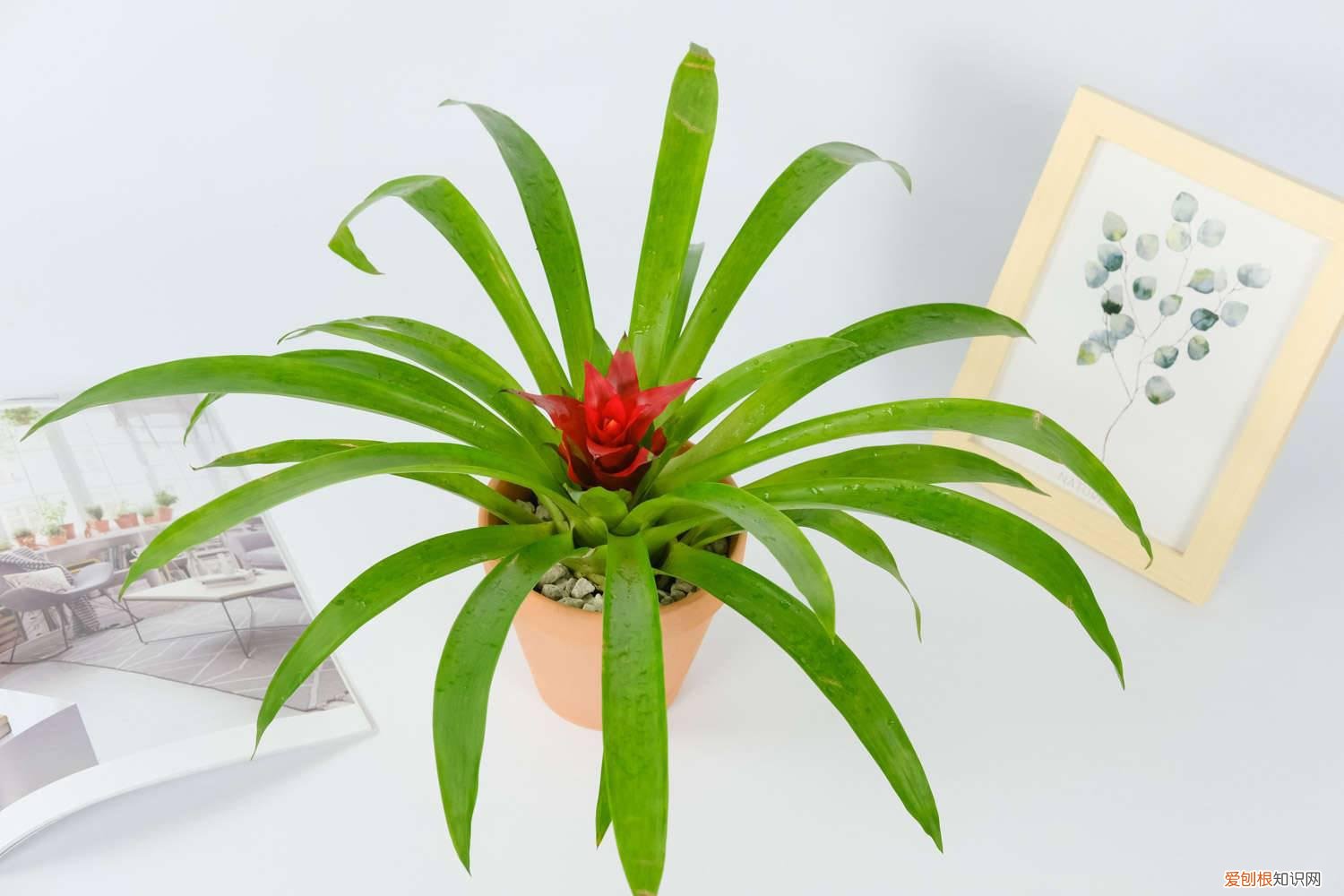 冬天好运当头花怎么养 红运当头冬天花怎么养，枯萎怎么办