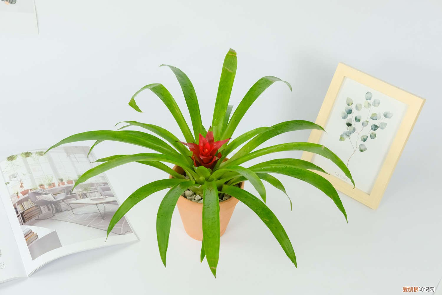 冬天好运当头花怎么养 红运当头冬天花怎么养，枯萎怎么办