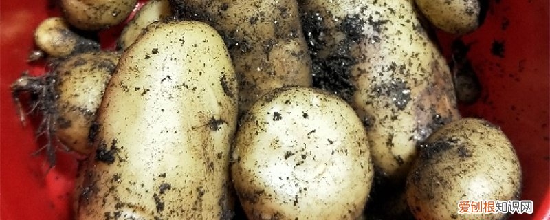 种土豆施什么底肥好 种土豆的方法，用什么底肥最好