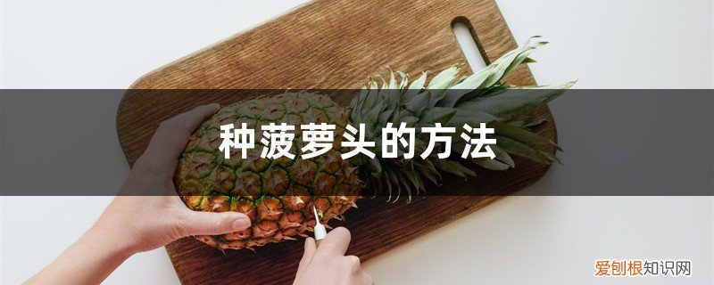 种菠萝头几年能长菠萝 种菠萝头的方法，多久能长菠萝