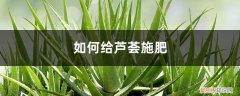 芦荟的施肥方法 芦荟施肥方法，用什么肥好