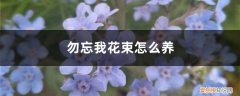 勿忘我怎么做干花花束 勿忘我花束怎么养