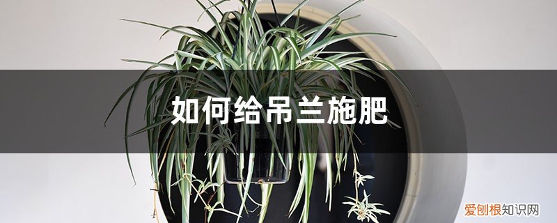 吊兰用什么肥料好,怎么施肥? 吊兰施肥方法，用什么肥好