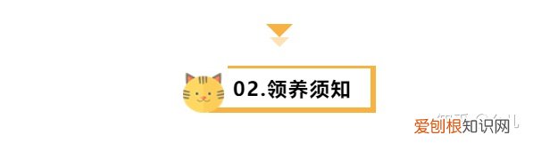 找领养猫文案，宠物领养主题的微信公众号图文排版有哪些技巧？