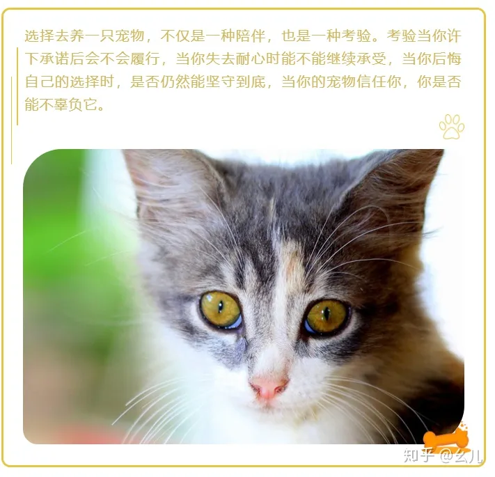 找领养猫文案，宠物领养主题的微信公众号图文排版有哪些技巧？