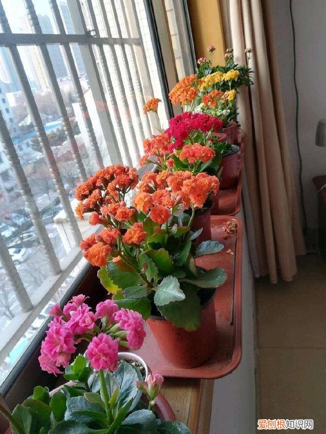 家里养花烂根是什么原因，养花的5个“窍门”，简单实用，花长得茂盛不怕烂根！