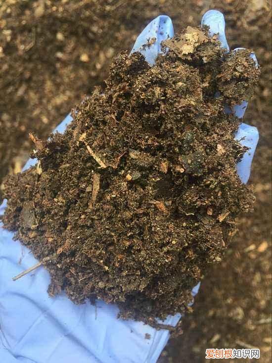 家里养花烂根是什么原因，养花的5个“窍门”，简单实用，花长得茂盛不怕烂根！