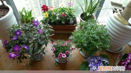 家里养花烂根是什么原因，养花的5个“窍门”，简单实用，花长得茂盛不怕烂根！