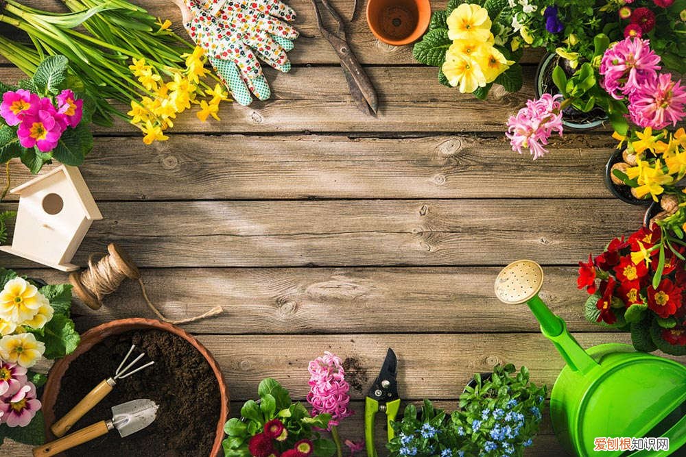 用冷开水养花可以吗 秋冬季节“养花”，用冷水还是温水，可要搞明白了，不然白忙活！