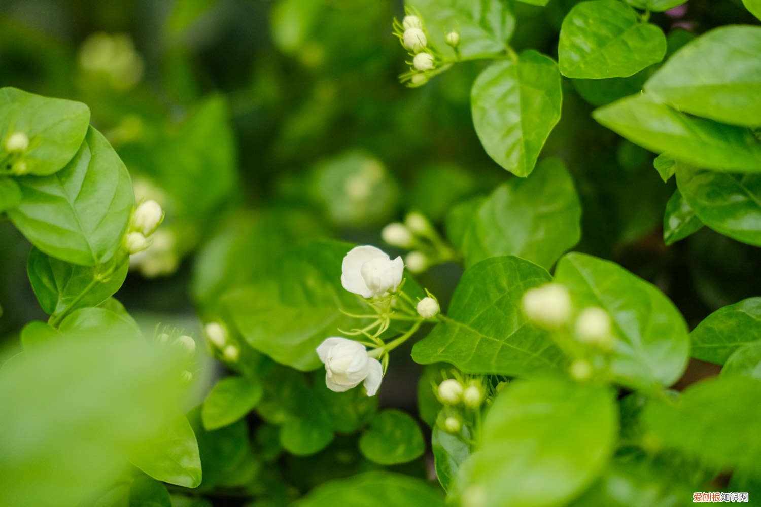 茉莉和栀子哪个好养 栀子茉莉，秋冬这样养，枝条壮实好过冬！