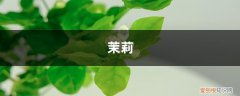 茉莉和栀子哪个好养 栀子茉莉，秋冬这样养，枝条壮实好过冬！