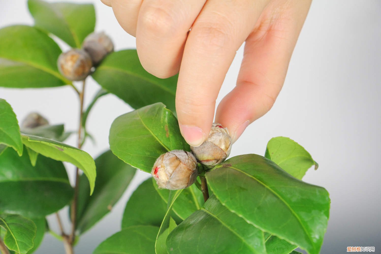 茶花枝叶茂盛就是不开花 入秋这样养茶花，朵朵压满枝，开花红艳艳！