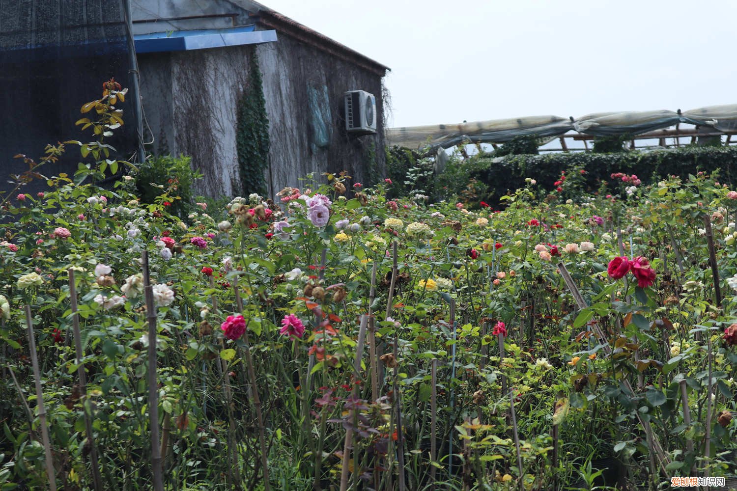 扦插月季苗什么时候可以移植 扦插月季什么时候移栽