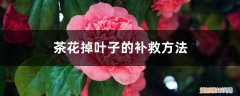 茶花掉叶子的补救方法茉莉花 茶花掉叶子的补救方法