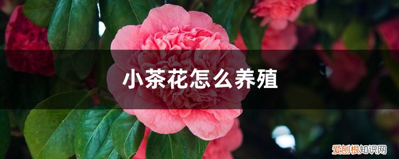 小茶花怎么养殖的 小茶花怎么养殖