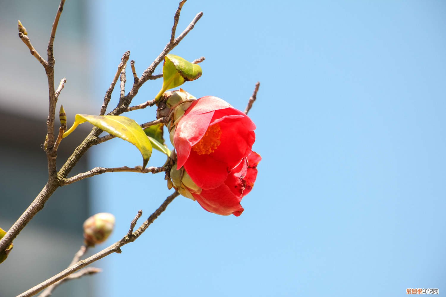 小茶花怎么养殖的 小茶花怎么养殖