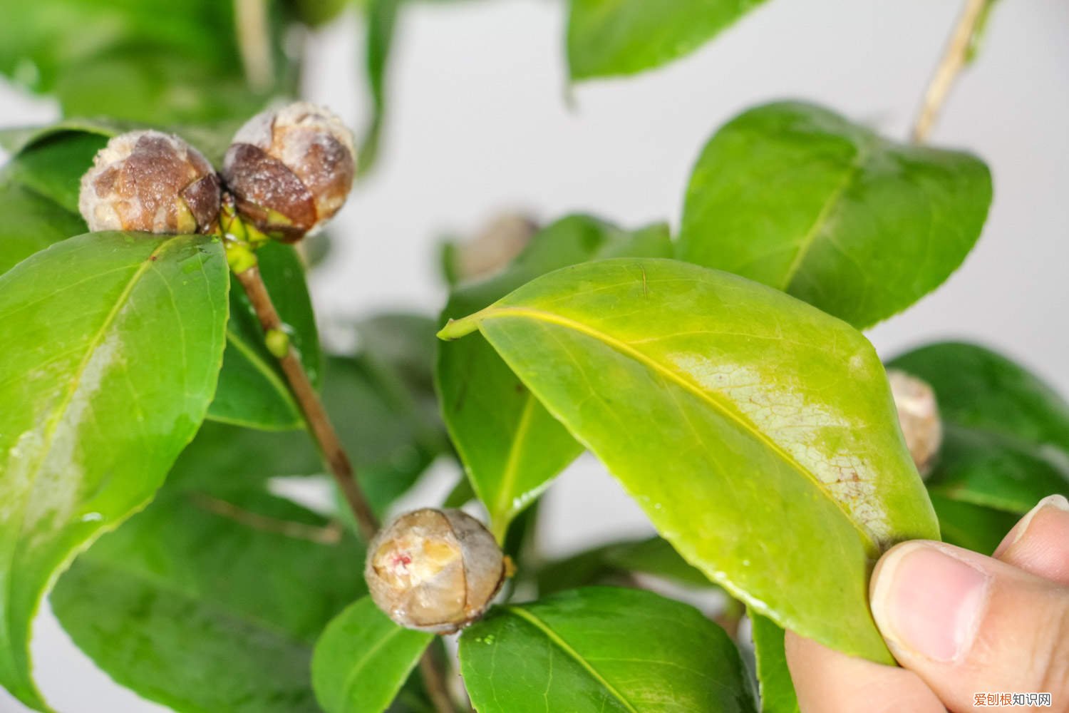 小茶花怎么养殖的 小茶花怎么养殖